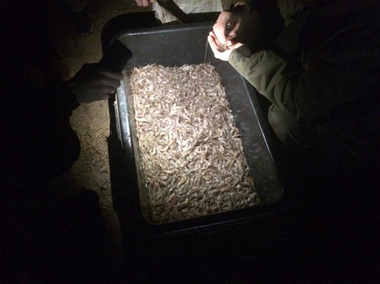 Креветок на 1,5 миллиона незаконно выловили браконьеры в Кизилташском лимане