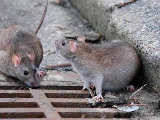 В надземных переходах Ярославля поселились крысы