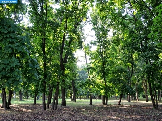 В Тамбовской области появится парк Волонтёрский