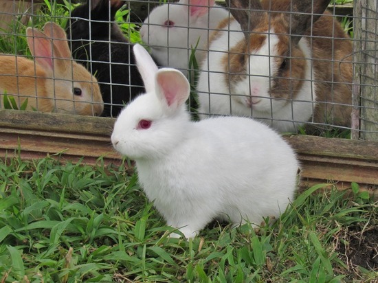 «Подопытных кроликов» они предлагают заменить «тестовыми пробирками»