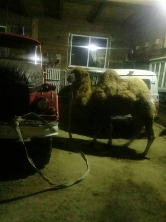 Пожарные и ГИБДД в Приангарье спасли верблюда Славика