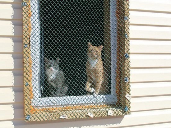 В частном приюте в Хомутово из-за морозов погибли 8 кошек