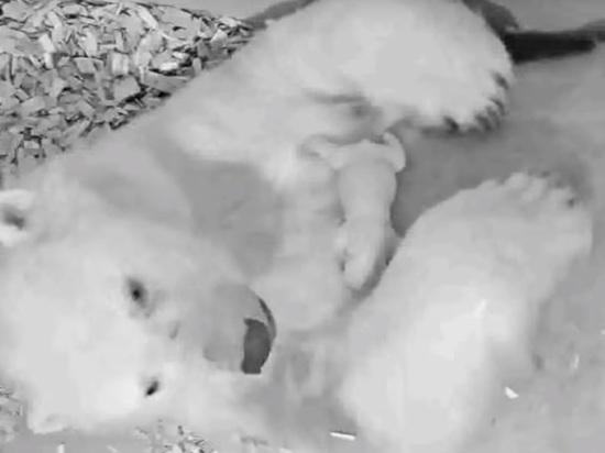 В зоопарке Берлина пополнение: белая медведица родила медвежонка