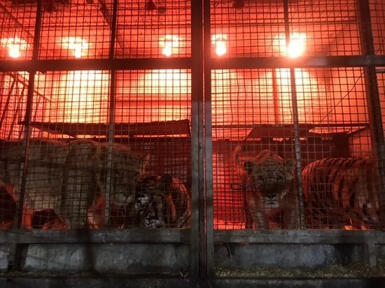 Тайна исчезновения тигра из цирка в Калмыкии еще не раскрыта