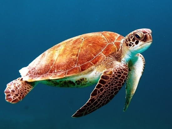 В кишечнике морских черепах нашли микропластик