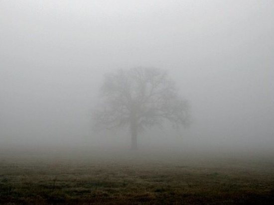 На Тверскую область опустился туман