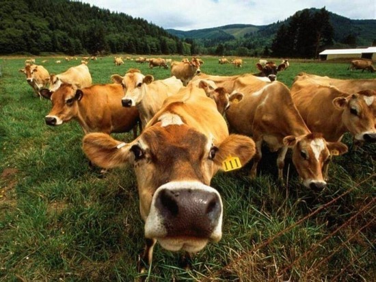 Фермерские хозяйства Чувашии увеличили производство мяса и молока
