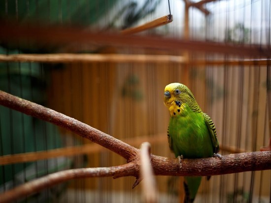Американские исследователи обнаружили у попугаев гены долголетия