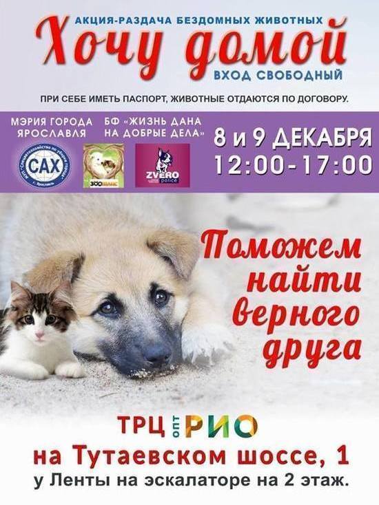 В Ярославле 20 бездомных собак и кошек нашли хозяев на акции «Хочу домой»