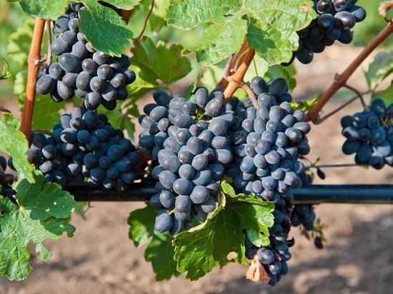 Волгоградцев предупредили об опасных для винограда температурах