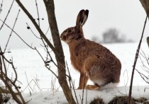 Особая романтика появилась в преследовании зайца у охотников, которые стерегут добычу в подмосковных лесных угодьях