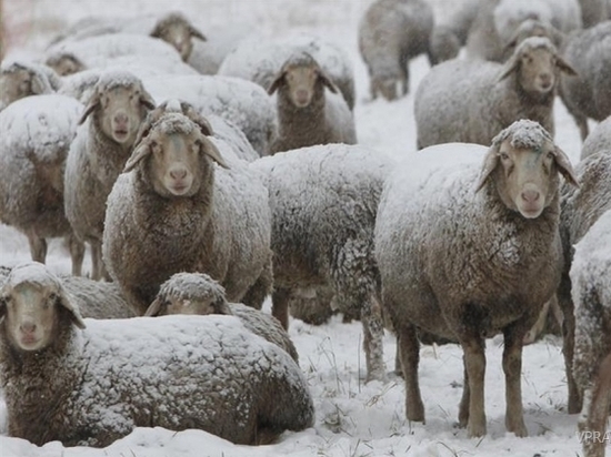 22-летний волгоградец подозревается в краже стада овец