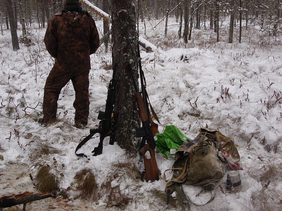 Браконьеры в Тверской области убили лося и отрезали ему голову