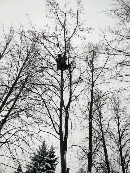 В Ульяновске мальчик, спасая кошку, застрял на дереве