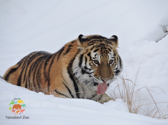 В Ярославском зоопарке тигрица Яшма впервые попробовала лапой снег