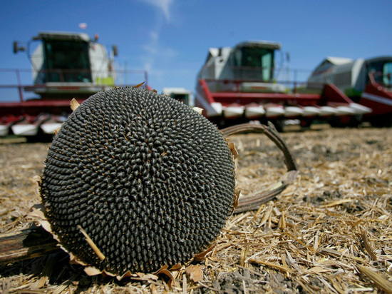 В Тамбовской области собран рекордный урожай подсолничника за всю историю