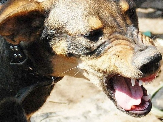 В двух селах Тамбовской области бешенство выявлено у собаки и лисицы