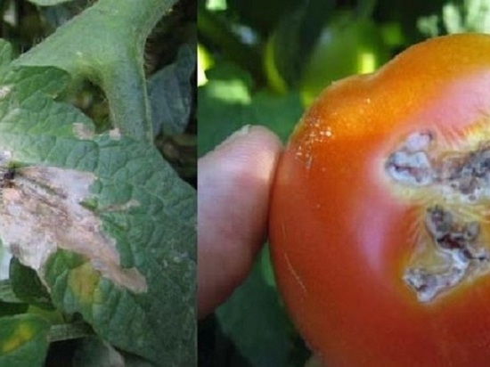Растения были поражены опасным вредителем – томатной молью
