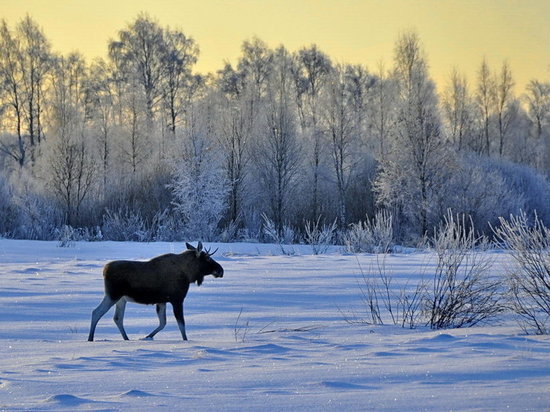 В Ульяновской области легковушка сбила лося