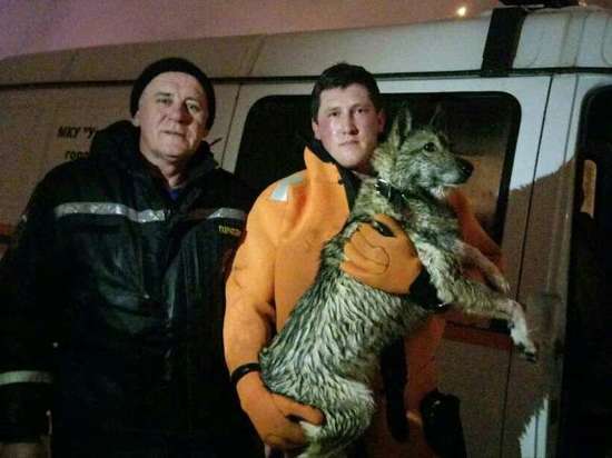 В Белгороде спасли собаку, провалившуюся под лед