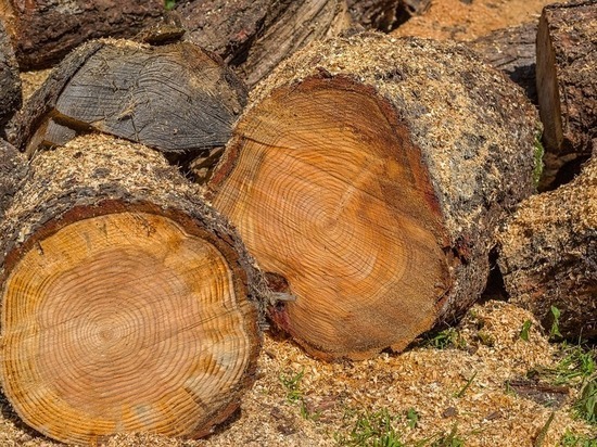Карельские власти собираются сократить выдачу древесины для нужд жителей республики