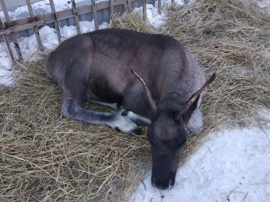 Дальнобойщик спас северного оленя и привез его в Новосибирск
