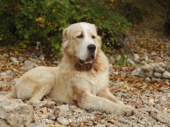 В Улан-Удэ суд наказал хозяина собаки за повторный укус соседки