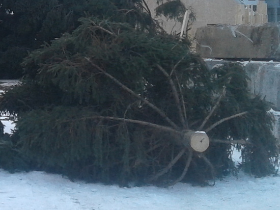 В Свердловской области метр живой елки будет стоить 33 рубля