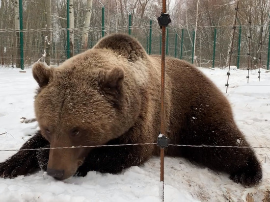 Калужский "авиамедведь" Мансур отказался от зимней спячки