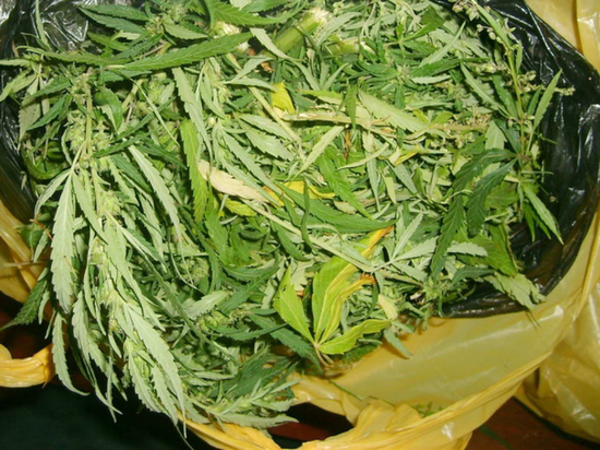 За хранение 2 кг марихуаны кубанцу грозит 10 лет колонии