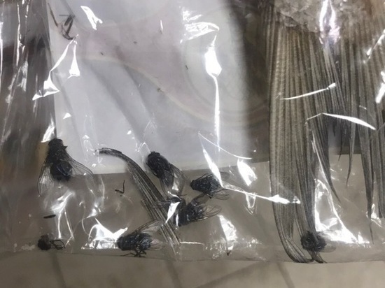 Житель Петербурга купил вяленую рыбу с мухами внутри