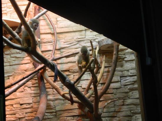 В Смоленском зоопарке появились новые экзотические питомцы