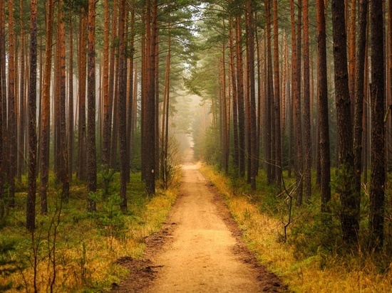 В Воронежской области займутся проблемами лесов