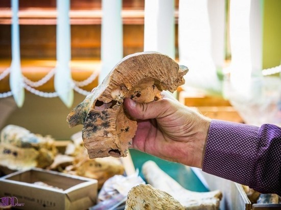 В Крыму разрешат потрогать древние кости из пещеры под «Тавридой»