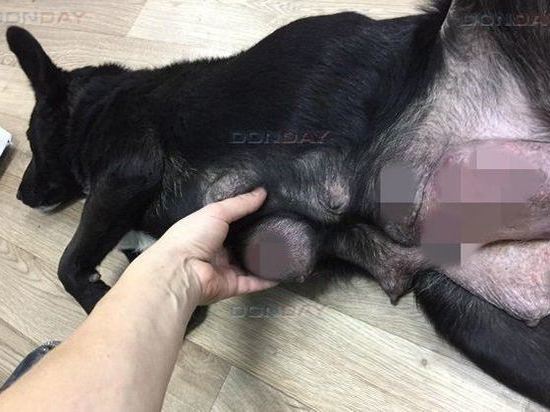 В Ростове ветеринары спасли собаку от опухоли молочных желез