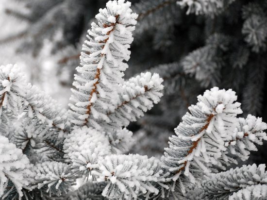 Новогодние холода: в Ярославскую область идут морозы