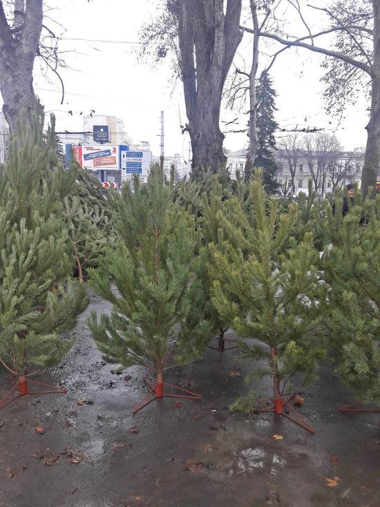 В Симферополе новогодние елки не проходят тест "цена – качество"