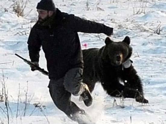 В Ярославской области не находится желающих охотиться на медведей