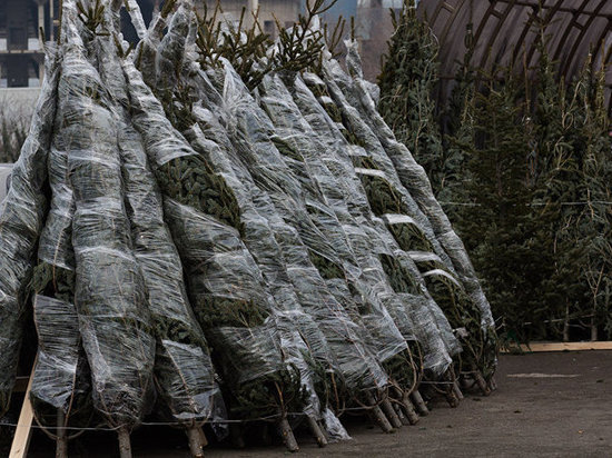 Где в Воронеже можно купить новогоднюю елку