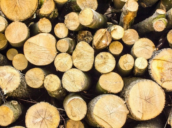 Житель Первомайского района незаконно вырубал деревья