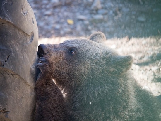  На владельца найденного  детьми  медвежонка не стали заводить дело в Краснодаре
