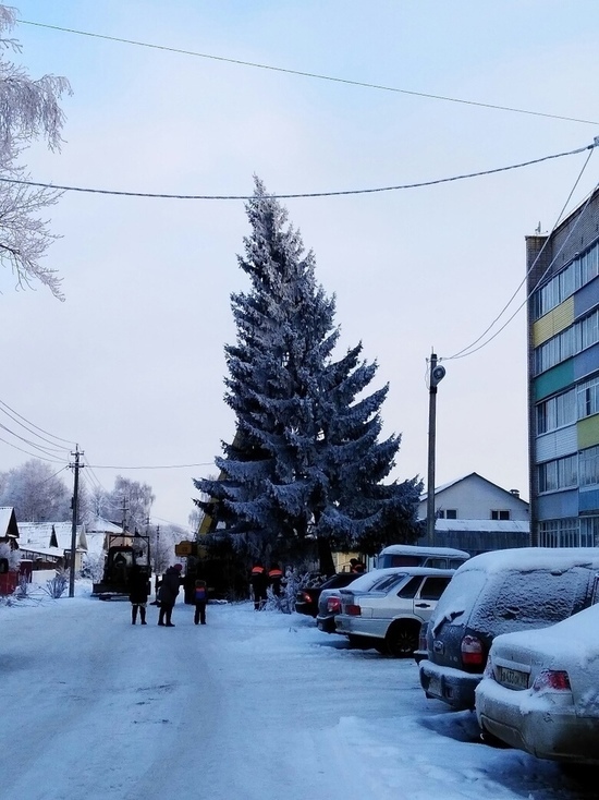 Люди плакали, когда в Тверской области пилили красавицу-ель
