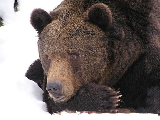 В Шерегеше застрелили медведя-шатуна