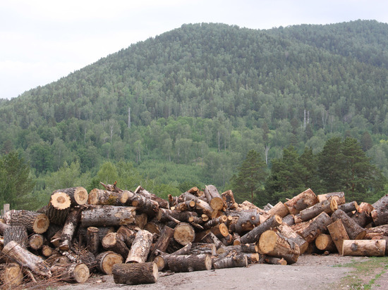 В Белорецком районе Башкирии начали наводить порядок на рынке лесозаготовок