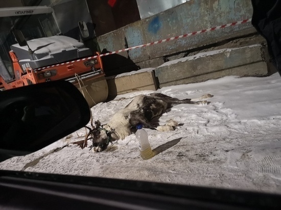 Воронежцы сообщили о смерти измученного в промзоне оленя