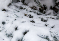 Вечером в пятницу в Кузбассе ожидается сильный снег, продолжительные метели, юго-западный ветер 13-18 м/с, в отдельных районах – порывы до 22-27 м/с