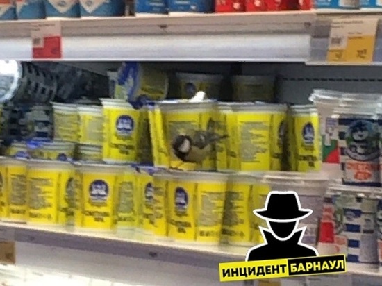 Синица поселилась в гипермаркете Барнаула и портит продукты