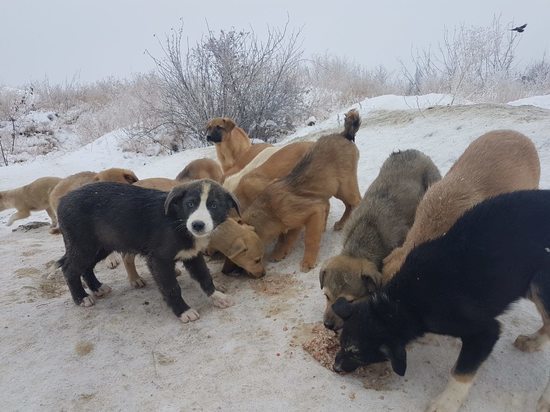 В Волгограде от мороза и голода погибают 14 щенков