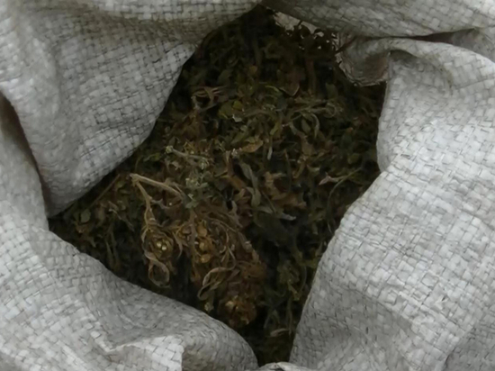 Житель алтайского села запасся марихуаной на зиму