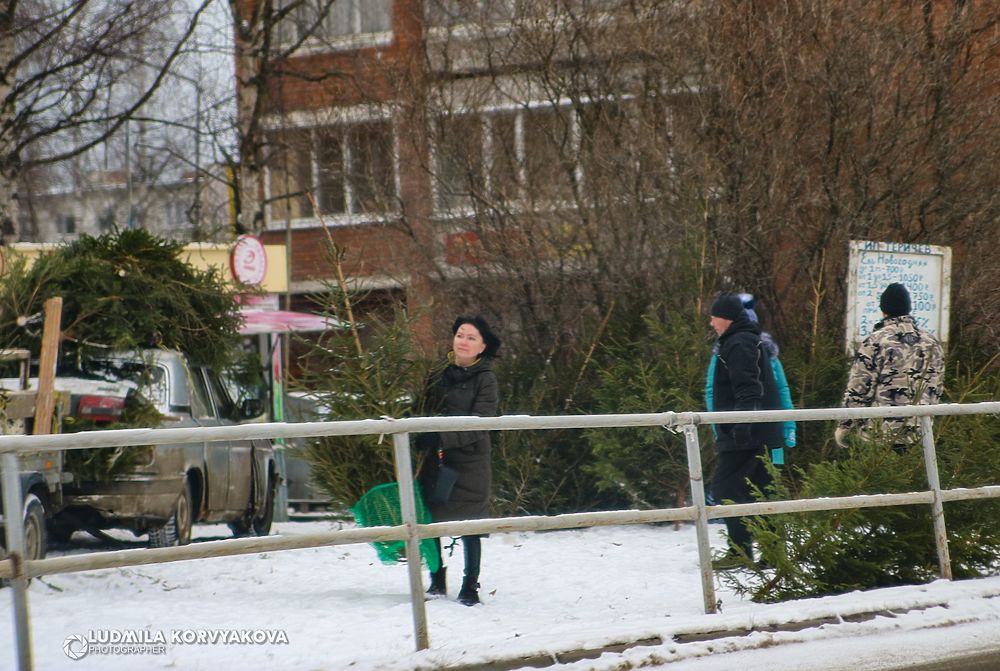 Иголки колки: в Петрозаводске начали продавать живые новогодние елки